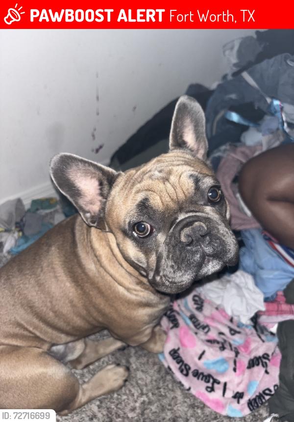 Lost Male Dog last seen SILVER SPRINGS DR, Fort Worth, TX 76123