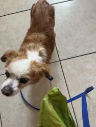 Found/Stray Male Dog last seen Marina Bay , St. Petersburg, FL 33711