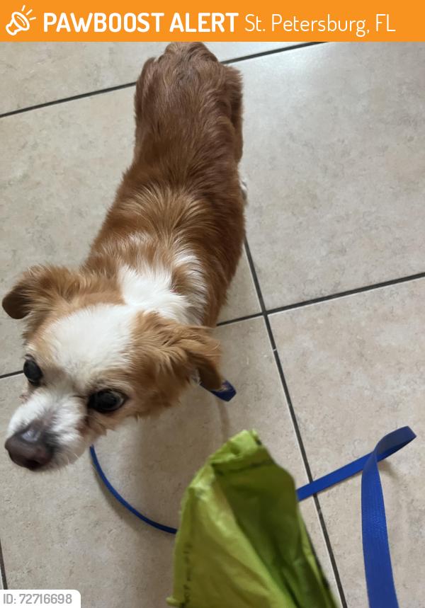 Found/Stray Male Dog last seen Marina Bay , St. Petersburg, FL 33711