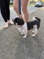 Found/Stray Female Dog last seen Corner of E Green St & Joyner Street , Nashville, NC 27856