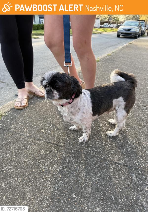Found/Stray Female Dog last seen Corner of E Green St & Joyner Street , Nashville, NC 27856