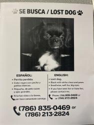 Lost Female Dog last seen Near , Kissimmee, FL 34743