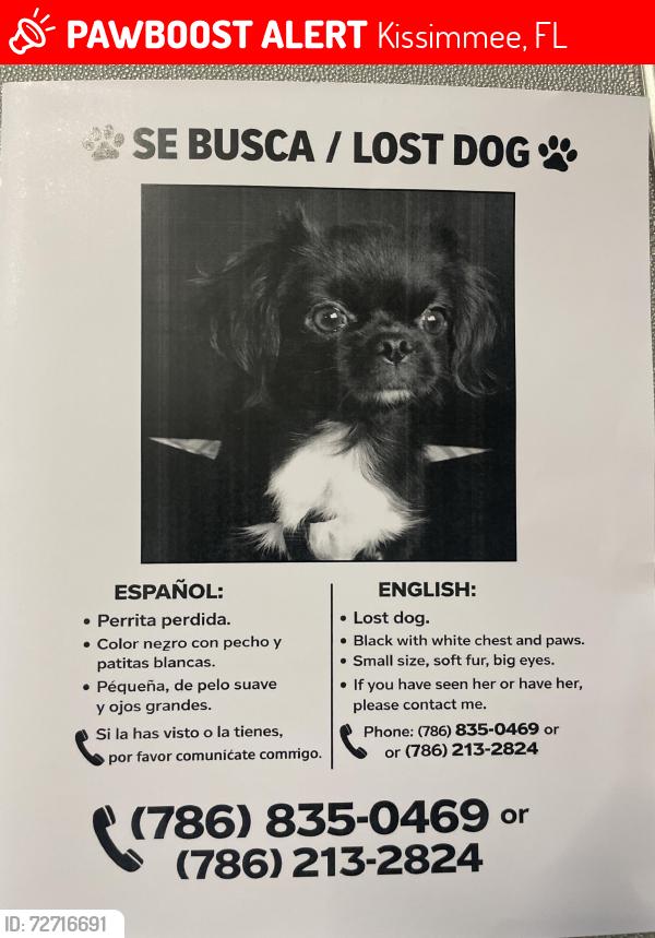 Lost Female Dog last seen Near , Kissimmee, FL 34743