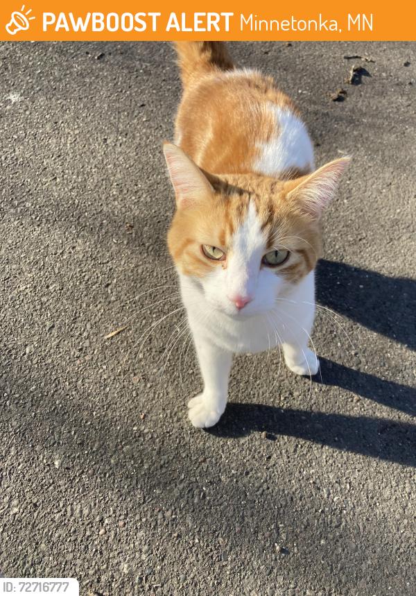Found/Stray Unknown Cat last seen Woodgate Park, Minnetonka, MN 55345