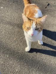 Found/Stray Unknown Cat last seen Woodgate Park, Minnetonka, MN 55345