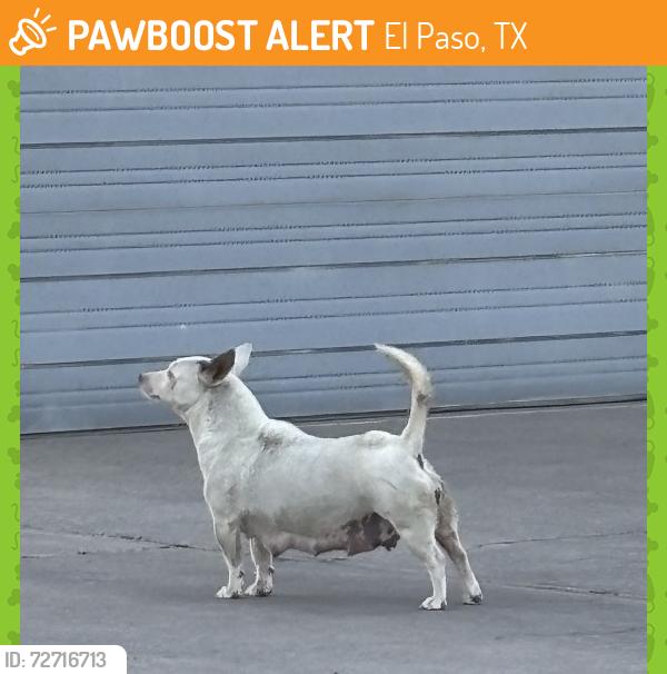 Found/Stray Female Dog last seen Near industrial buildings 2-3 blocks from freeway, El Paso, TX 79907