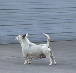Found/Stray Female Dog last seen Near industrial buildings 2-3 blocks from freeway, El Paso, TX 79907