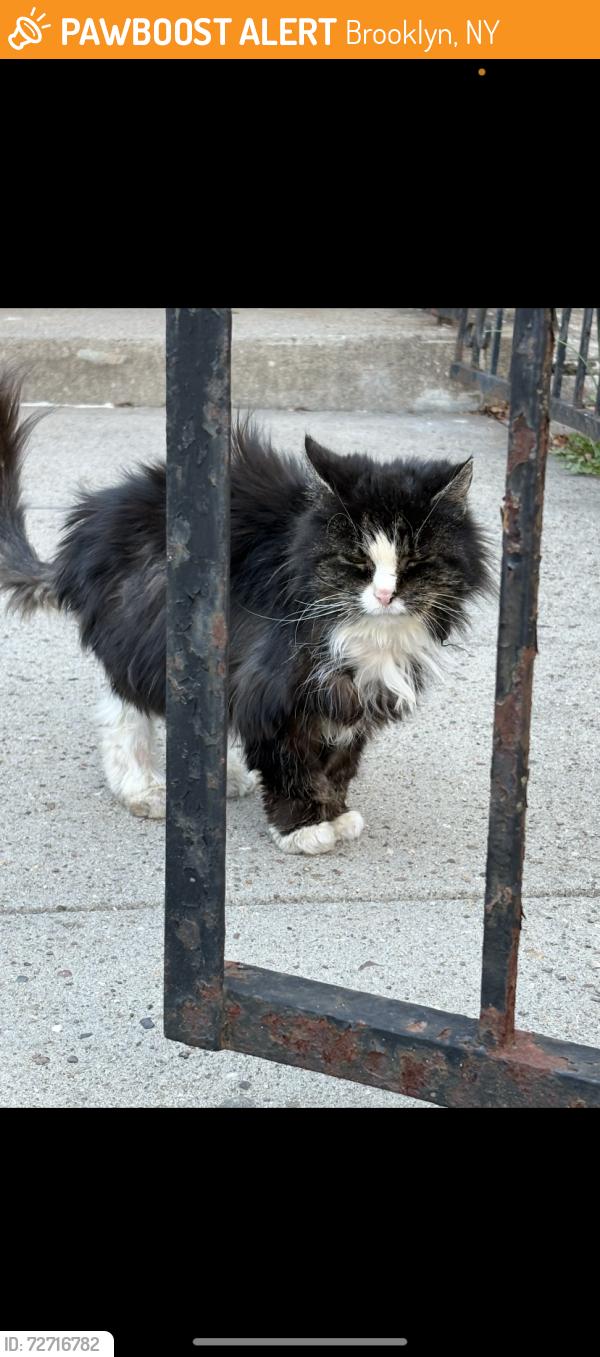 Found/Stray Unknown Cat last seen Near East 59th st, Brooklyn, NY 11234