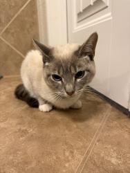 Found/Stray Female Cat last seen Whistling Duck, Fort Worth, Fort Worth, TX 76118