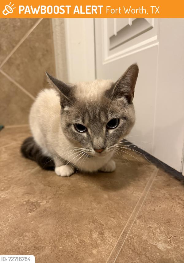 Found/Stray Female Cat last seen Whistling Duck, Fort Worth, Fort Worth, TX 76118