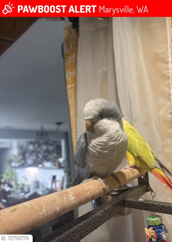Lost Unknown Bird last seen 52nd St NE Marysville , Marysville, WA 98270