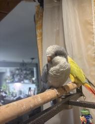 Lost Unknown Bird last seen 52nd St NE Marysville , Marysville, WA 98270
