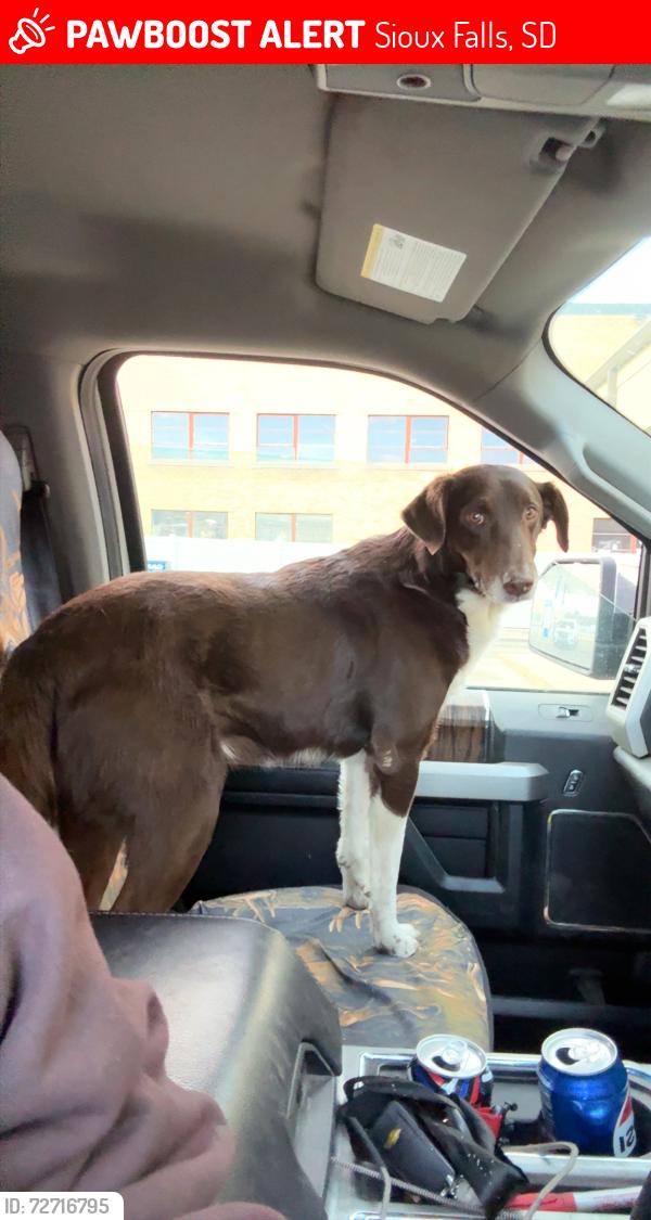 Lost Male Dog last seen 10th and Lake, Sioux Falls, SD 57104