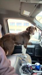 Lost Male Dog last seen 10th and Lake, Sioux Falls, SD 57104
