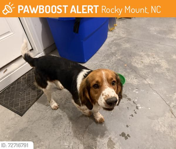 Rehomed Male Dog last seen Cummings road near Great Glen, Rocky Mount, NC 27804