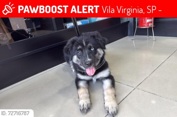 Lost Female Dog last seen Na rua pista de skate , Vila Virginia, SP 08576-140