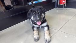 Lost Female Dog last seen Na rua pista de skate , Vila Virginia, SP 08576-140