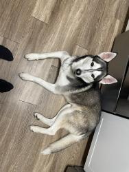 Found/Stray Male Dog last seen Stapley and the 60, Mesa, AZ 85210