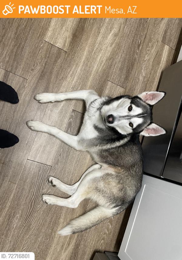 Found/Stray Male Dog last seen Stapley and the 60, Mesa, AZ 85210