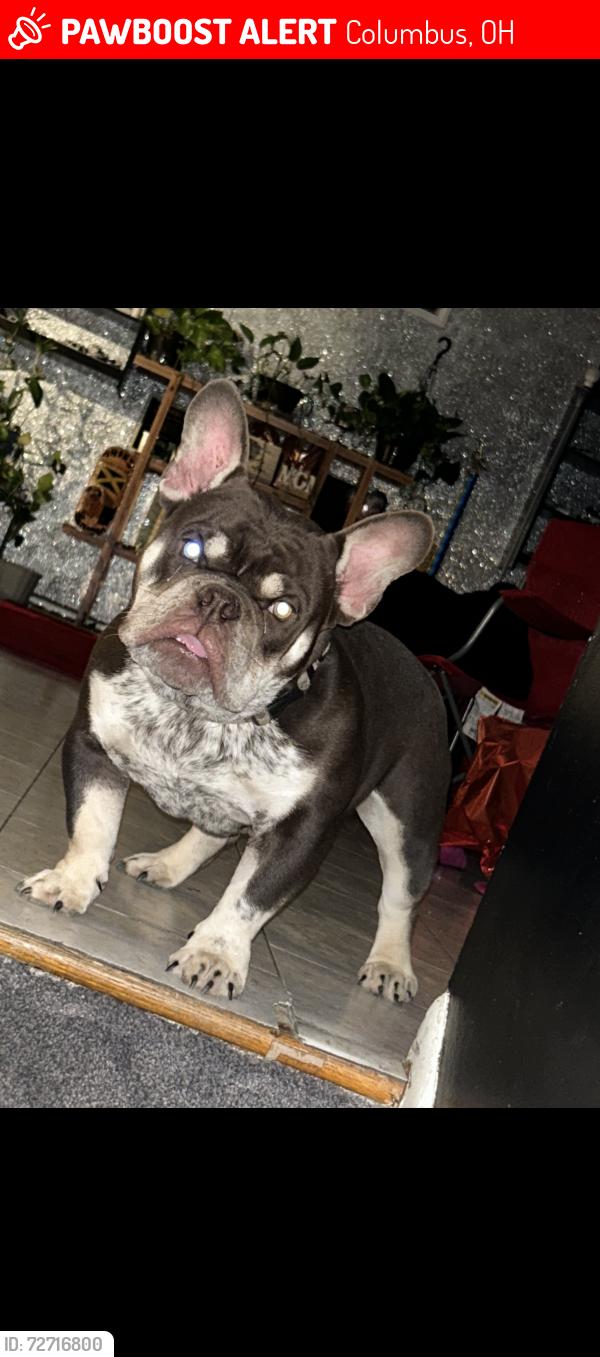 Lost Male Dog last seen Scottwood and Barnett , Columbus, OH 43227