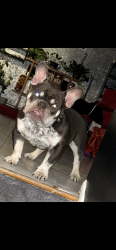 Lost Male Dog last seen Scottwood and Barnett , Columbus, OH 43227