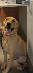 Lost Male Dog last seen Near st and 5 ave , Miami, FL 33150