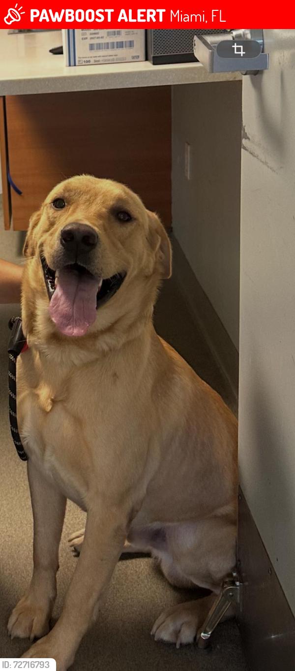 Lost Male Dog last seen Near st and 5 ave , Miami, FL 33150