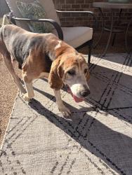 Found/Stray Male Dog last seen Cypress plantation Drive, Olive Branch, MS 38654