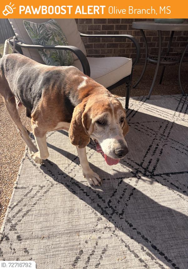 Found/Stray Male Dog last seen Cypress plantation Drive, Olive Branch, MS 38654