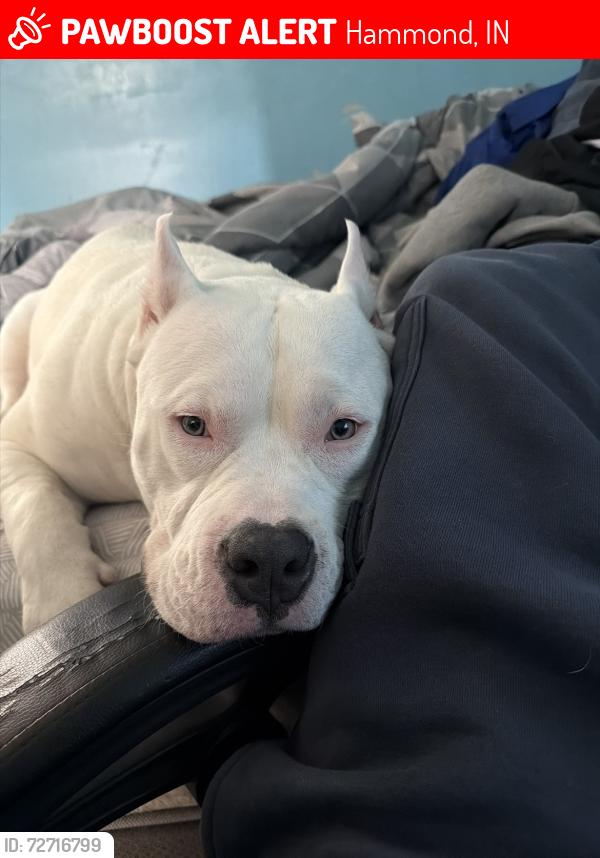 Lost Male Dog last seen Civic center, Hammond, IN 46320