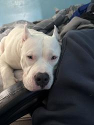 Lost Male Dog last seen Civic center, Hammond, IN 46320