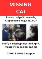 Lost Female Cat last seen Streamside, Cippenham, England SL1