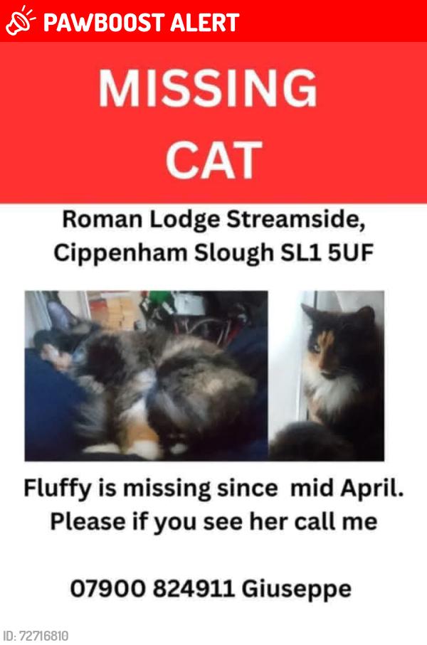 Lost Female Cat last seen Streamside, Cippenham, England SL1