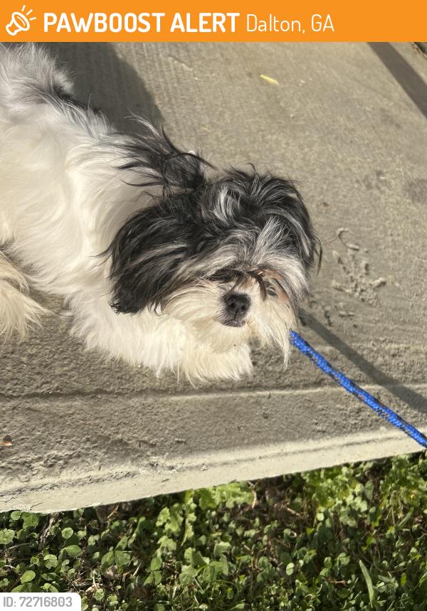 Found/Stray Female Dog last seen Nachos, Dalton, GA 30721