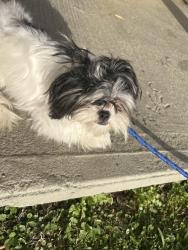 Found/Stray Female Dog last seen Nachos, Dalton, GA 30721