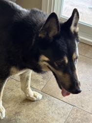 Lost Male Dog last seen Less harrison, San Antonio, TX 78250