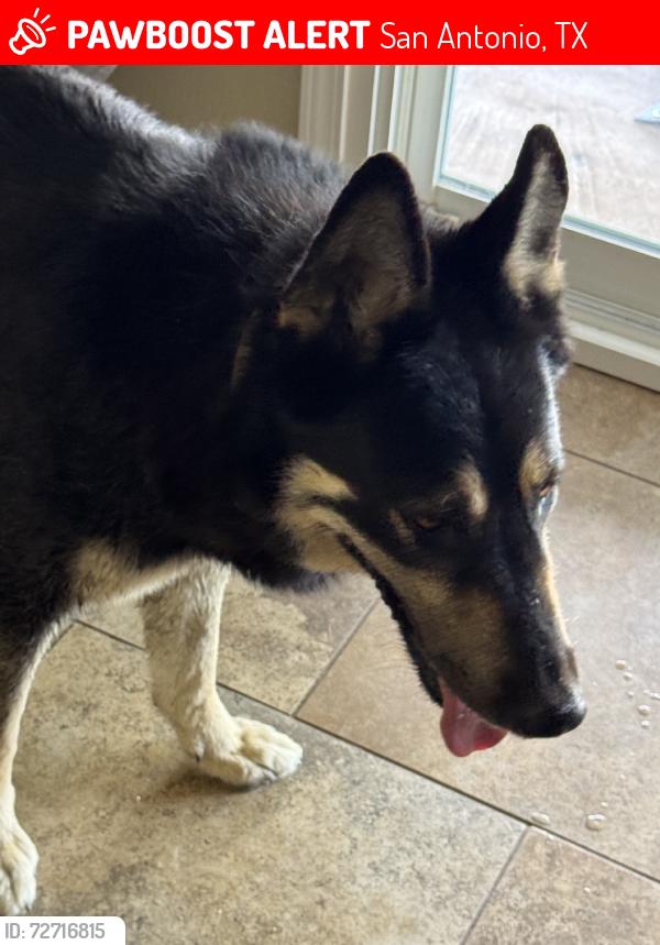 Lost Male Dog last seen Less harrison, San Antonio, TX 78250