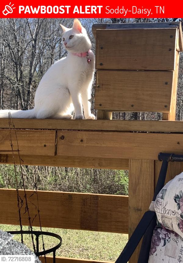 Lost Female Cat last seen Near Hixson Pike , Soddy-Daisy, TN 37379