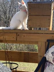 Lost Female Cat last seen Near Hixson Pike , Soddy-Daisy, TN 37379