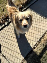 Lost Male Dog last seen Walgreens de la Archer y cicero, Chicago, IL 60632