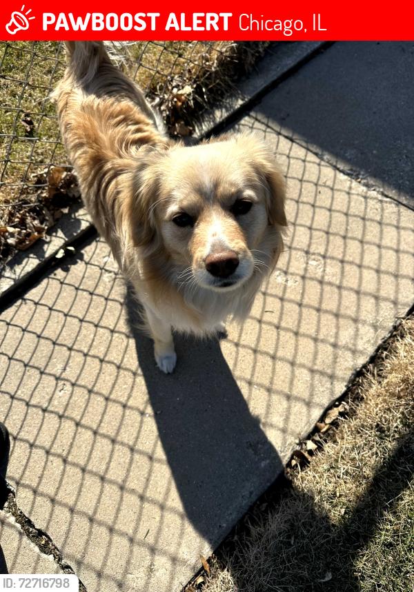 Lost Male Dog last seen Walgreens de la Archer y cicero, Chicago, IL 60632
