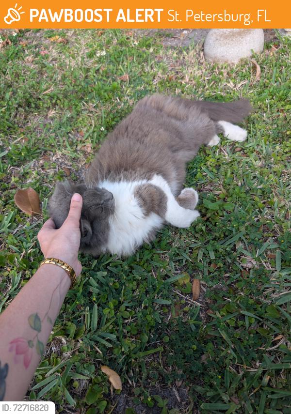 Found/Stray Unknown Cat last seen Sawgrass Trails Mobile Park, St. Petersburg, FL 33714