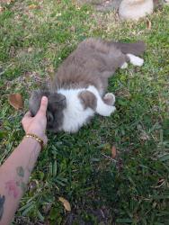 Found/Stray Unknown Cat last seen Sawgrass Trails Mobile Park, St. Petersburg, FL 33714
