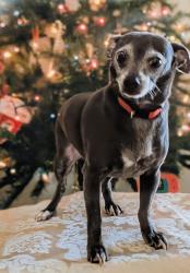 Lost Male Dog last seen Oak Run community, neighborhood # 4, Ocala, FL 34481