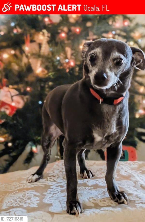 Lost Male Dog last seen Oak Run community, neighborhood # 4, Ocala, FL 34481