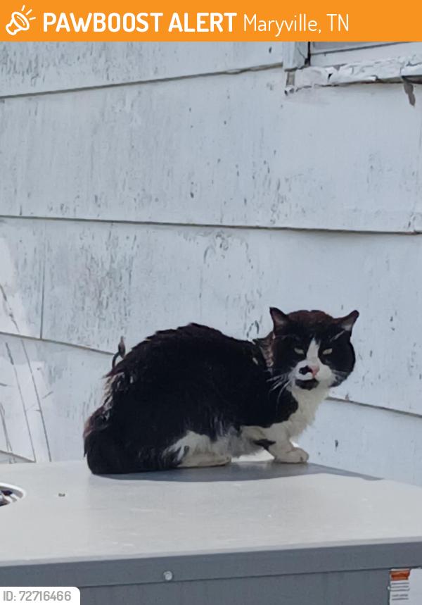 Found/Stray Unknown Cat last seen Bungalow Neighborhood between Hunter's Crossing & Foothills Mall Dr, Maryville, TN 37804