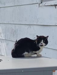Found/Stray Unknown Cat last seen Bungalow Neighborhood between Hunter's Crossing & Foothills Mall Dr, Maryville, TN 37804