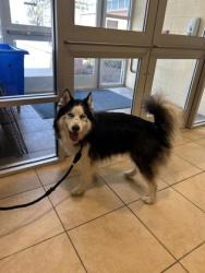 Shelter Stray Male Dog last seen Hampton, VA 23669, Newport News, VA 23605