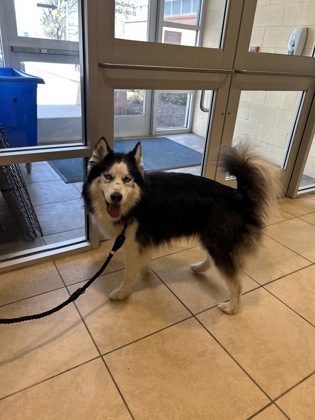 Shelter Stray Male Dog last seen Hampton, VA 23669, Newport News, VA 23605