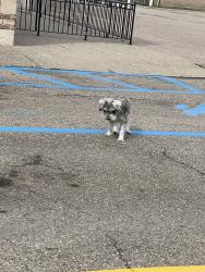 Found/Stray Male Dog last seen New York Deli, Sterling Heights, MI 48312